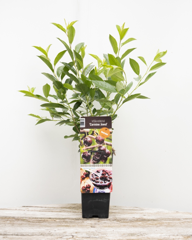 Višňa kríková ´Carmine Jewell´
