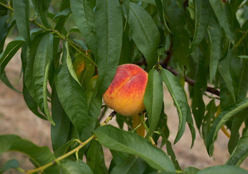 Nektarinka ´Snow Queen´ poloskorá, podpn. GF677, voľnok.