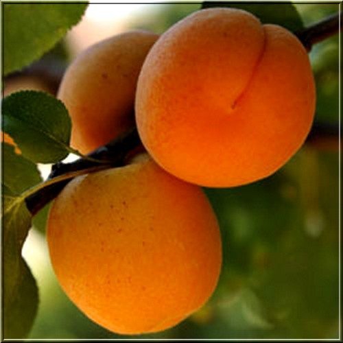 Marhuľa ´Barbora´ poloskorá, podp. Myrobalán, voľnok.