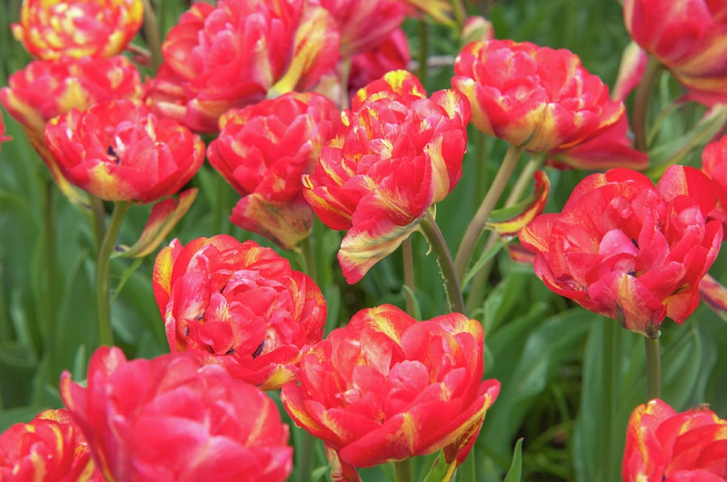 Tulipán plnokvetý ´Sundowner´