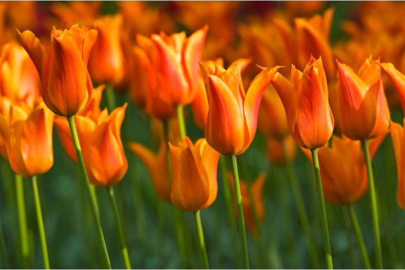 Tulipán ľaliokvetý ´Ballerina´