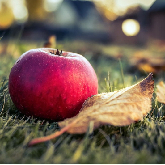 Jabloň ´Florina´ zimná podpn. A2, voľnok.