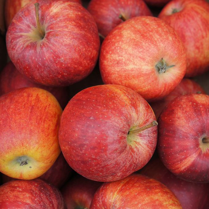 Jabloň ´Gala Mitchgla´ jesenná, podp. M9, voľnok.