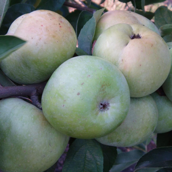 Jabloň ´Priesvitná letná´,  podpn. A2, voľnok.