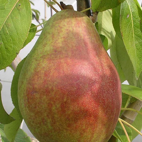 Hruška ´Clappova´ letná, podp. Dula, voľnok.