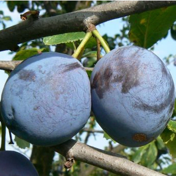 Slivka ´Durandzia´ jesenná, podp. Myrobalán, voľnok.