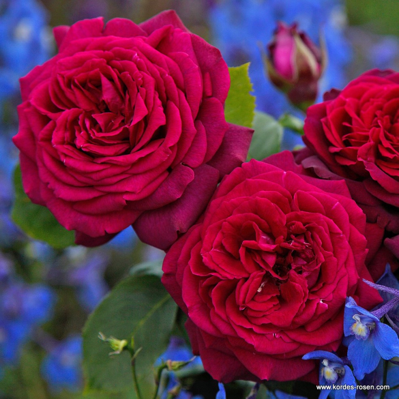 Ruža ´Gräfin Diana´