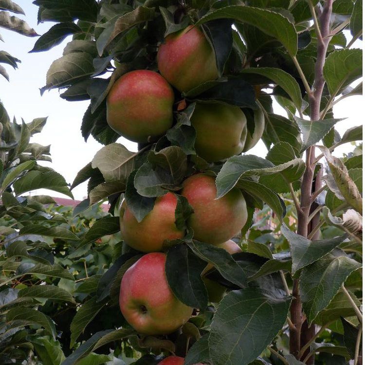 Jabloň stĺpová ´Slendera´ zimná, podp.MM106, kont. 2l