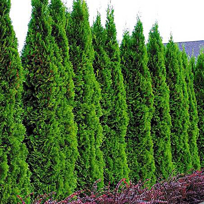 Tuja Smaragdová 90 - 110cm