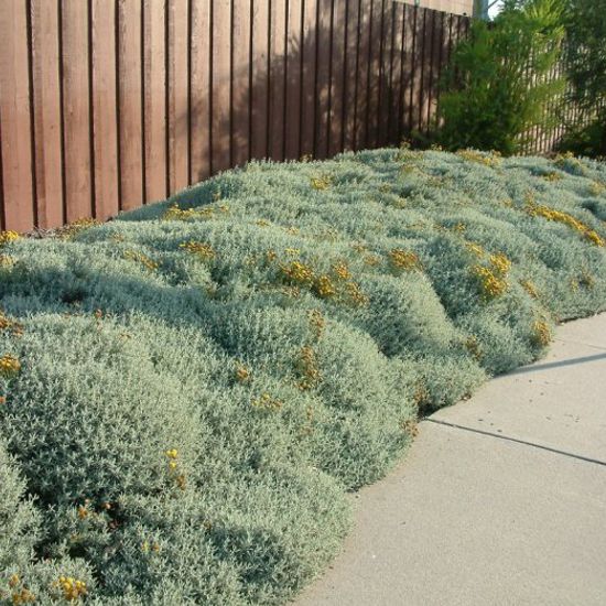 Santolina - Svätolína cyprusovitá