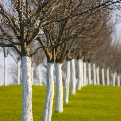 Biovita Vápno na bielenie stromov a kríkov 2kg