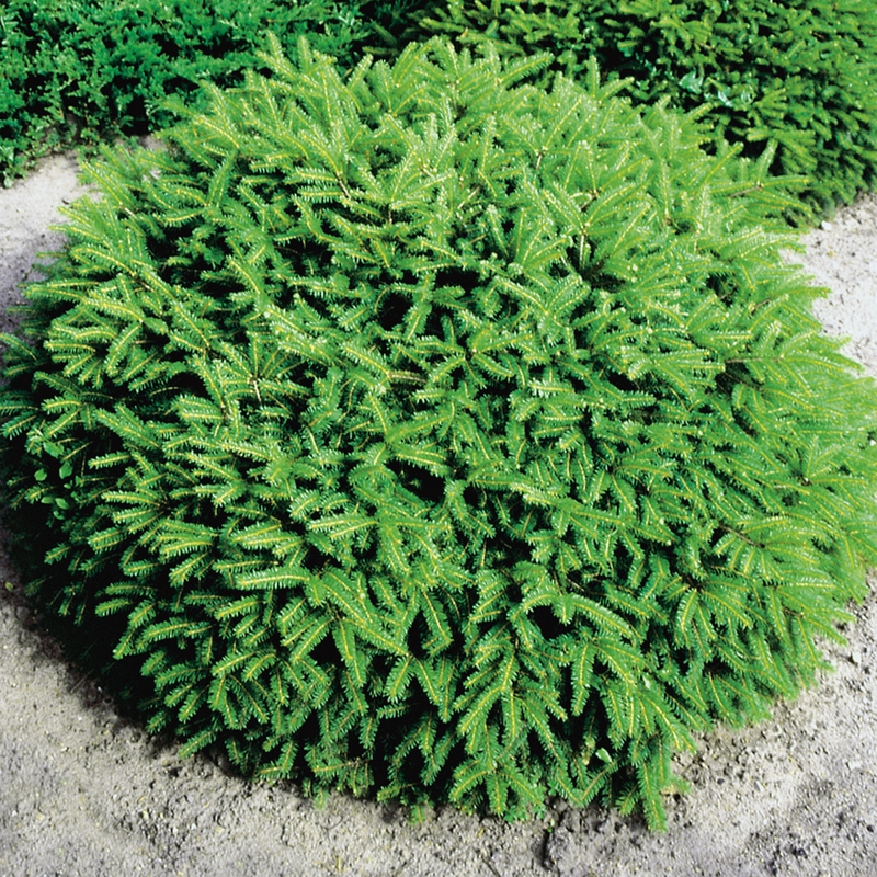 Smrek obyčajný "NIDIFORMIS"