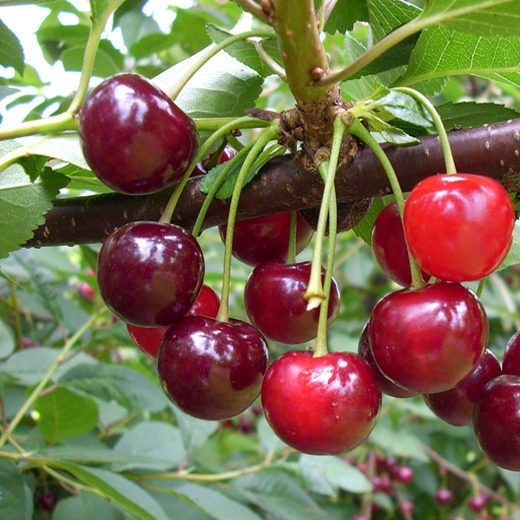 Višňa "Újfehertoi fürtös" poloskorá, podp. Mahalebka, voľnok.