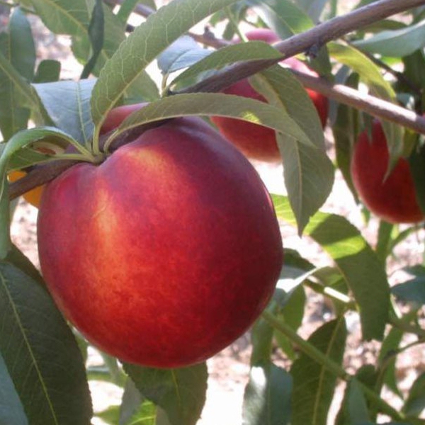 Nektarinka "Venus" neskorá, podp.GF677, voľnok.