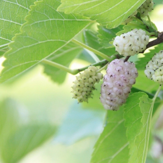 Moruša biela, kont. 5l