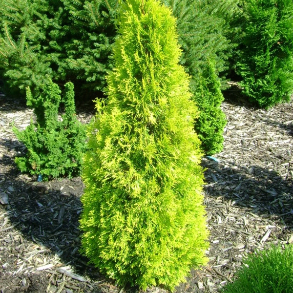 Tuja západná "Golden Smaragd"
