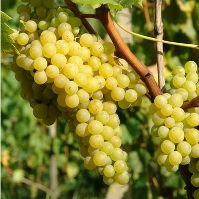 Vinič stolový ´Prim´