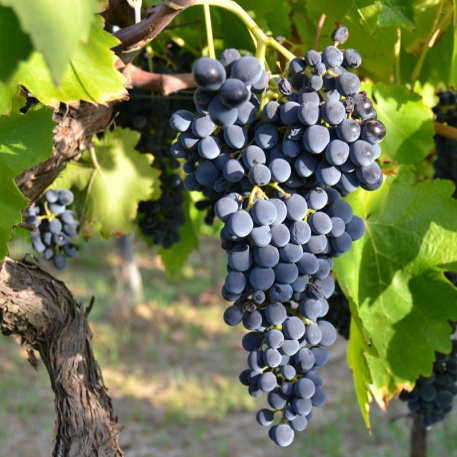 Vinič stolový ´Nero´, kont. 2l