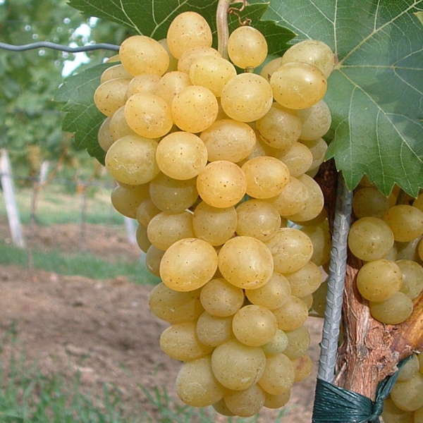 Vinič stolový ´Suzi´, kont. 2l