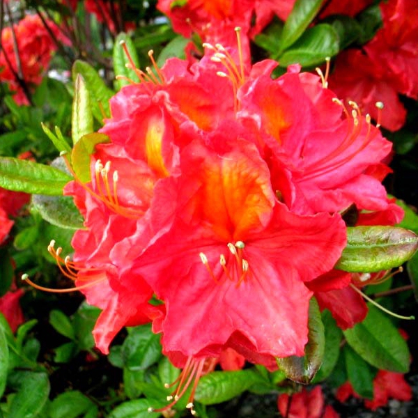 Azalka veľkokvetá ´Juanita´