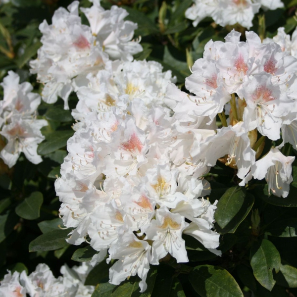 Rododendrón ´Cunninghams White´ 80/100cm
