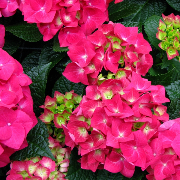 Hortenzia veľkolistá "Alpengluhen"