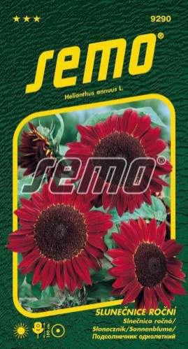 Semo Slnečnica ročná ´Červená´