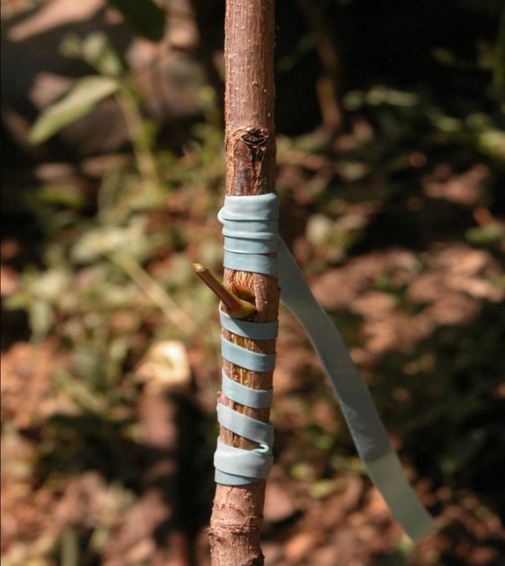 Štepárska gumička 200x6mm