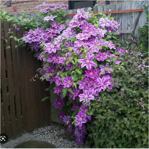 Plamienok ´Akaishi´