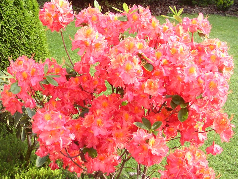 Azalka veľkokvetá ´Juanita´