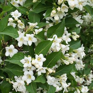 Vajgélia ´Snow Flake´