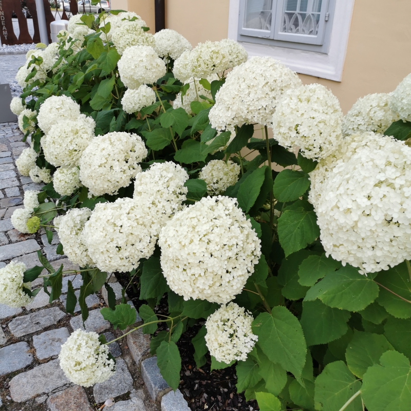 Hortenzia stromčekovitá ´Anabelle´ 2l