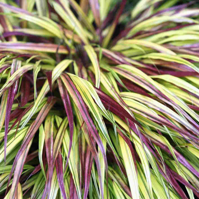 Rákosovka japonská ´Naomi´