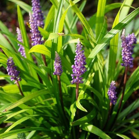 Liriopa modrincová ´Purple Passion´