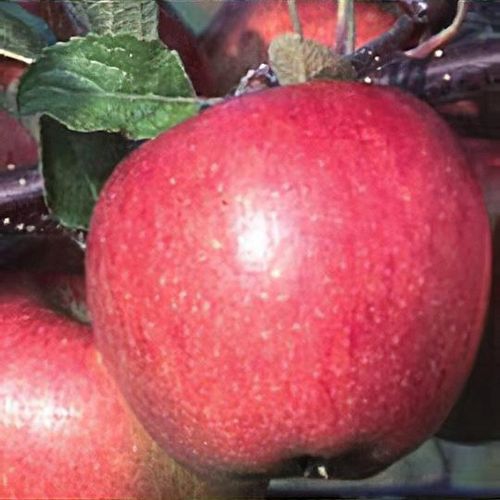 Jabloň ´Breaburn´ zimná, podp. MM106, kont. 5l