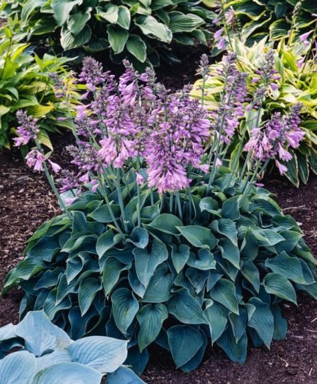 Hosta  ´Blue Cadet´