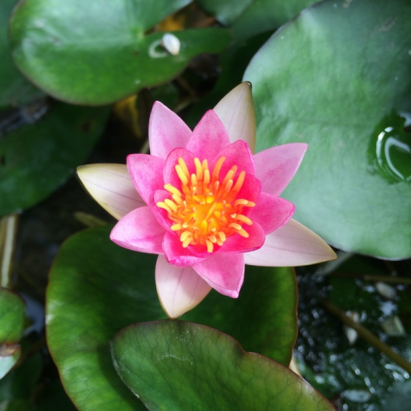 Lekno ´Laydekeri Lilacea´