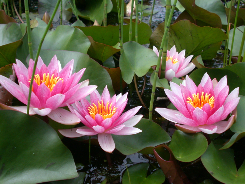 Lekno ´Laydekeri Lilacea´