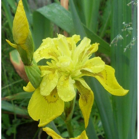 Kosatec ´Flore Pleno´