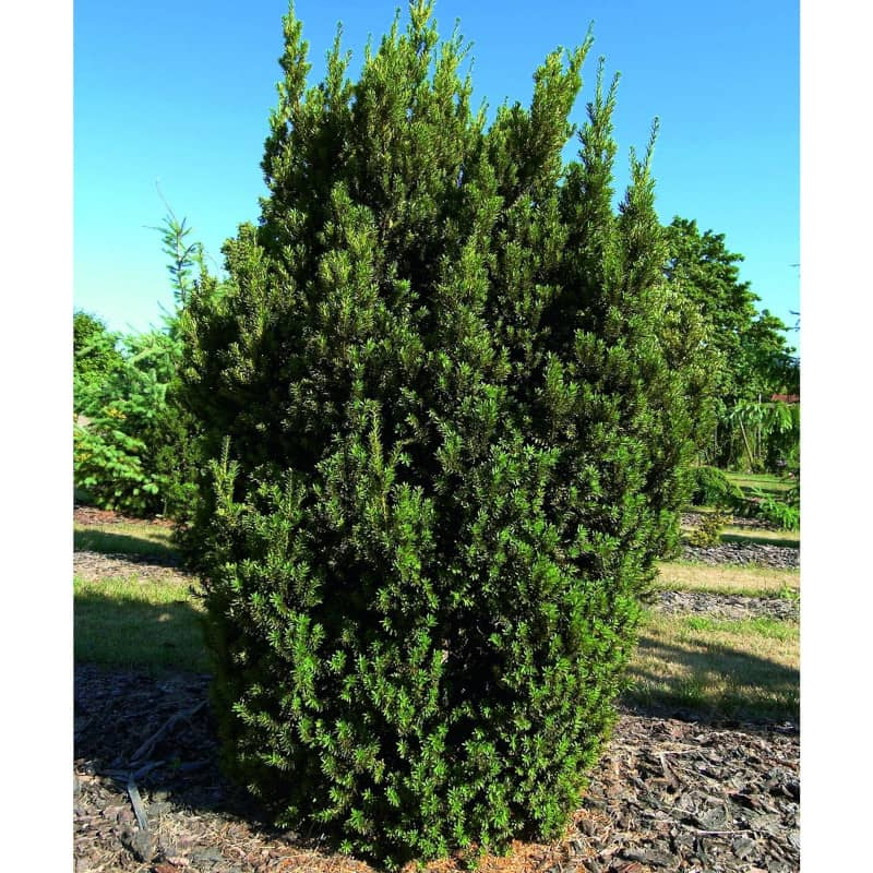 Tis prostredný ´Hillii´