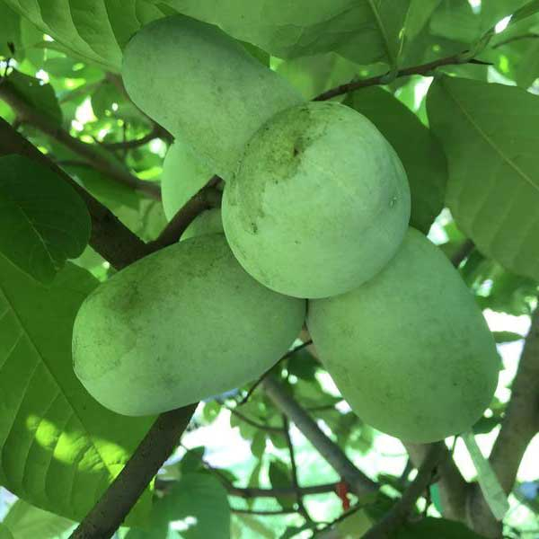 Asimina trojlaločná ´Paw Paw´ - Banán Severu