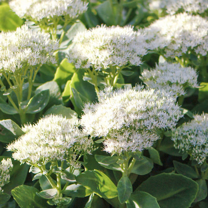 Rozchodník nádherný ’Stardust’