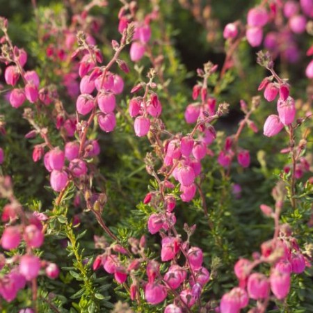 Írsky vres ´Andrea´