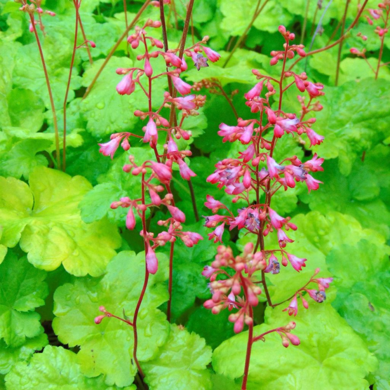 Heuchera  ´Little Cutie Sweet Tart´