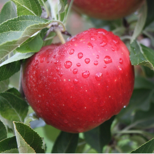 Jabloň ´Idared´ zimná, podpn. M9, voľnok.