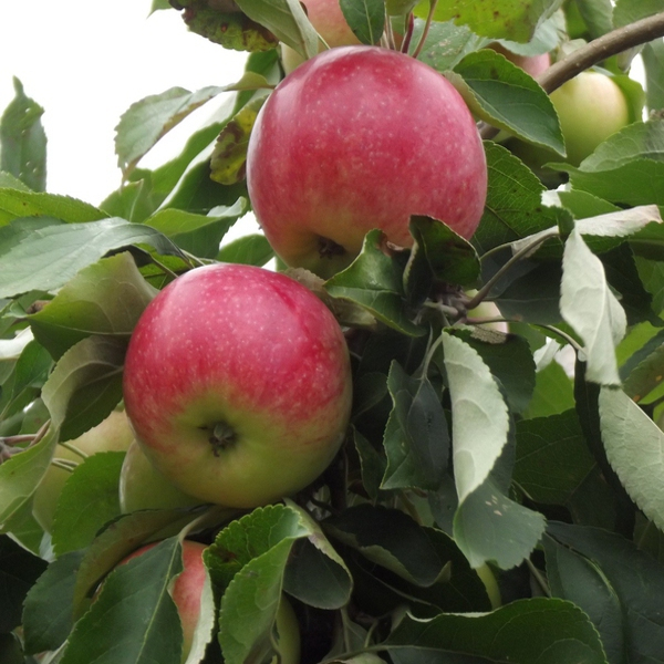 Jabloň ´Šampion´ zimná, podpn.M9, voľnok.