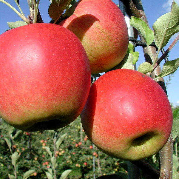 Jabloň ´Prima´jesenná, podpn. M9, voľnok.