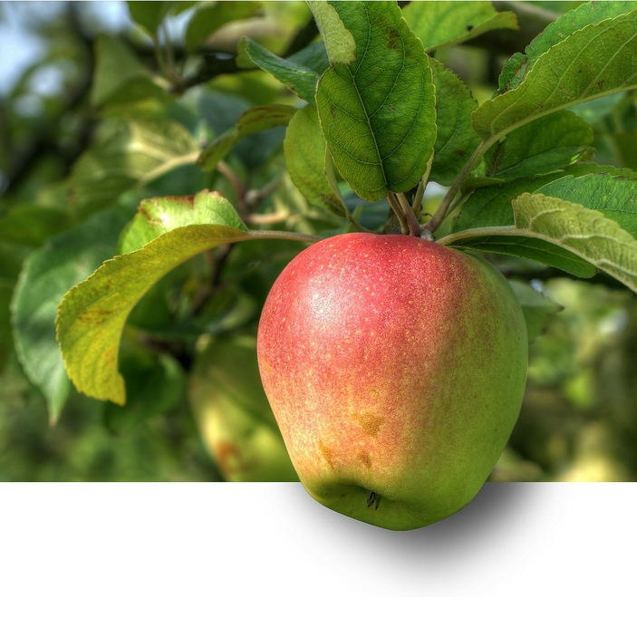 Jabloň ´Pinova´ zimná, podpn. MM106, voľnok.