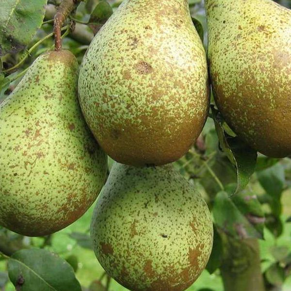 Hruška "Konferencia" jesenná, podp. Hruška planá, voľnok.