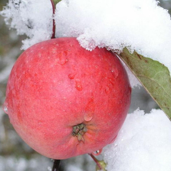Jabloň Fuji zimná, podpn. MM106, voľnok.